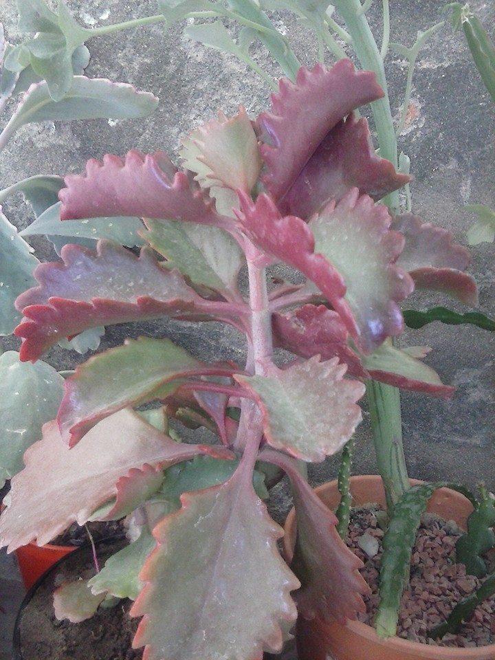 11140288_382629955262220_5472761228335883203_n