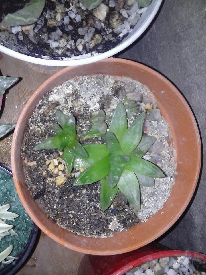 11174998_382324091959473_187959986841873266_n