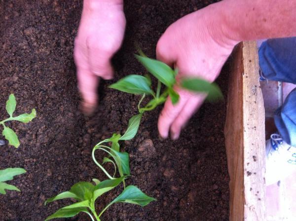 11150215_877945992262001_499231496272393855_n