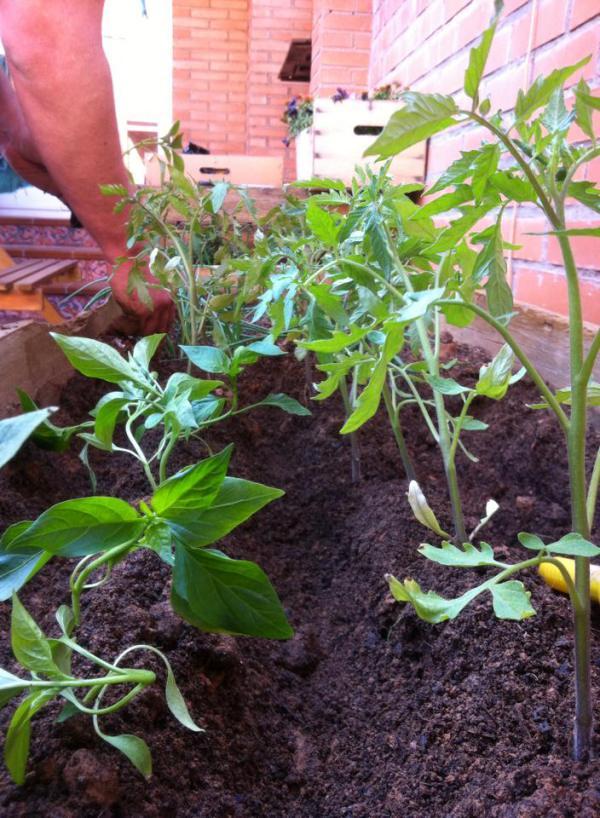 10955543_877946015595332_3584523930827982902_n