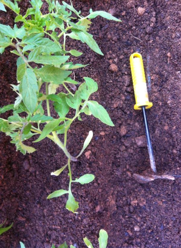 11054339_877946048928662_5109999816266320619_n