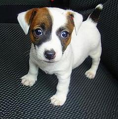 Jack Russell Terrier cachorro