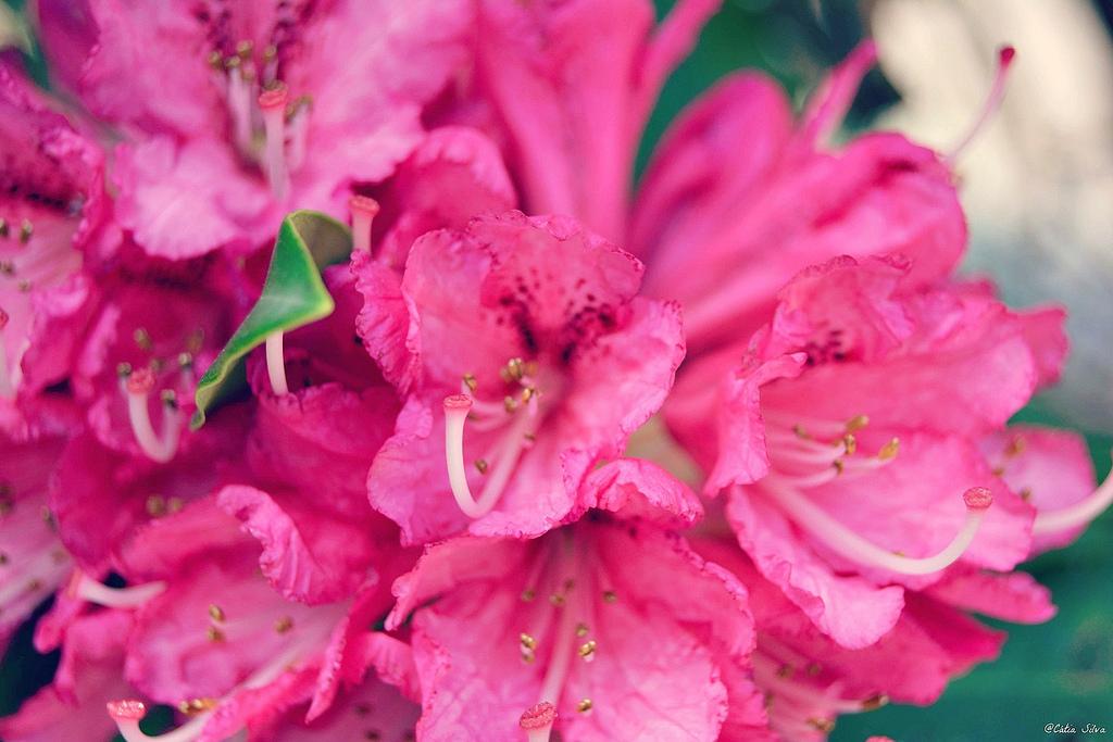 Baiona - Francia (3)