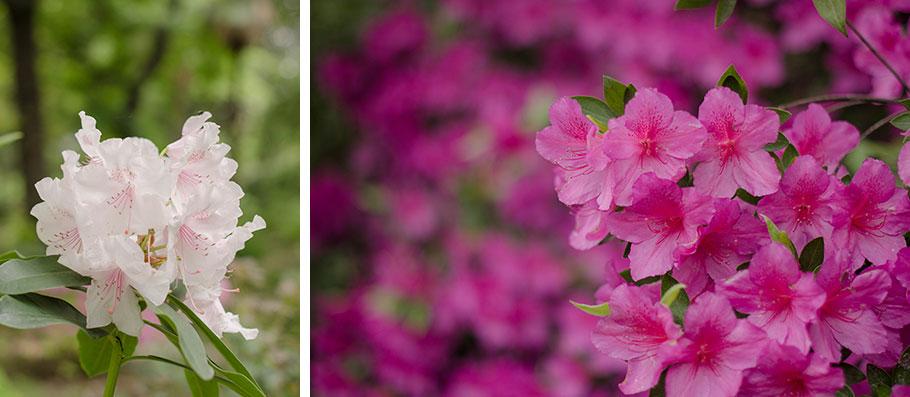 Flores y plantas de temporada - flores de mayo - Lilu and Me
