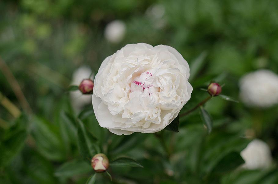 Flores y plantas de temporada - flores de mayo - Lilu and Me