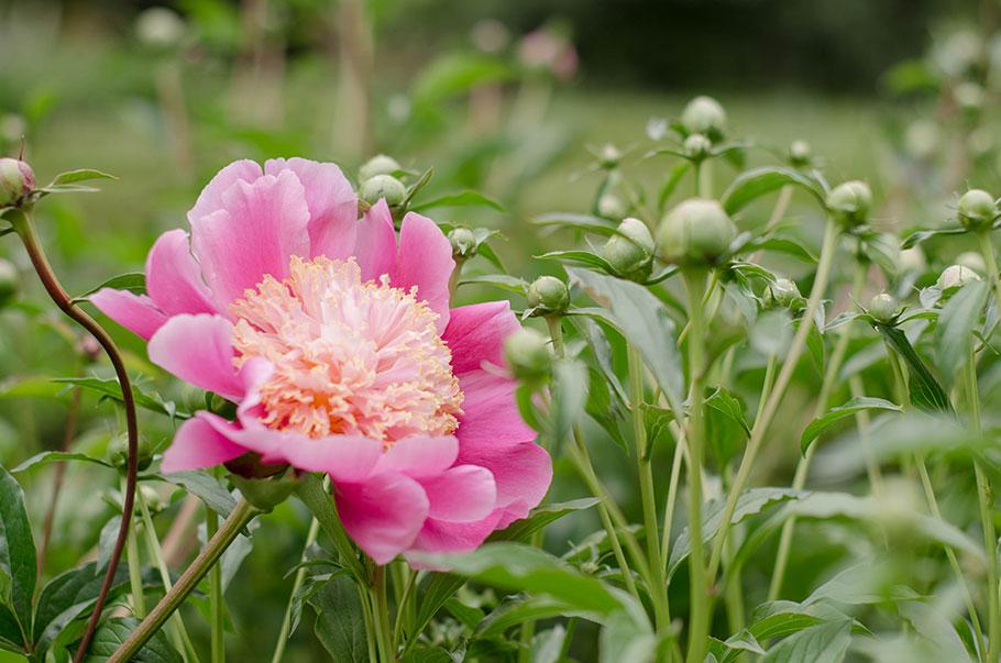 Flores y plantas de temporada - flores de mayo - Lilu and Me
