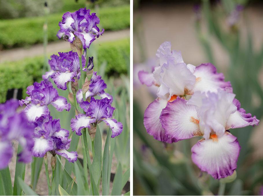 Flores y plantas de temporada - flores de mayo - Lilu and Me