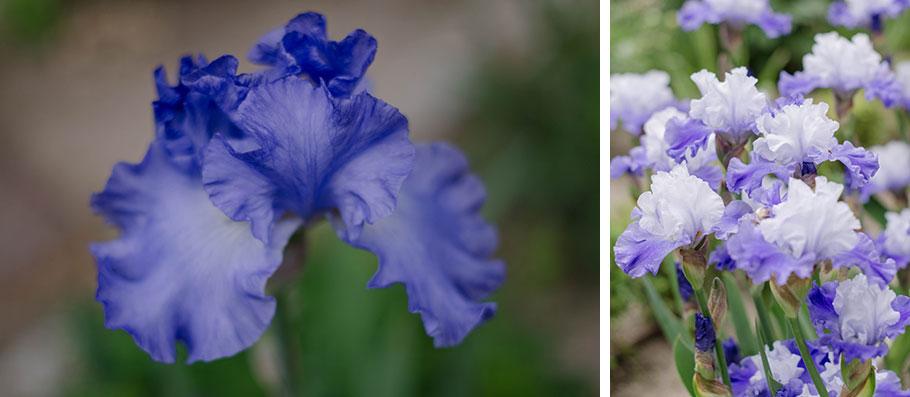 Flores y plantas de temporada - flores de mayo - Lilu and Me