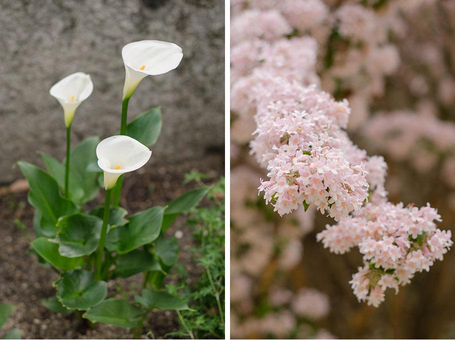 Flores y plantas de temporada - flores de mayo - Lilu and Me
