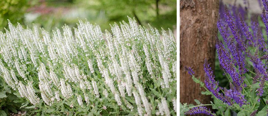 Flores y plantas de temporada - flores de mayo - Lilu and Me