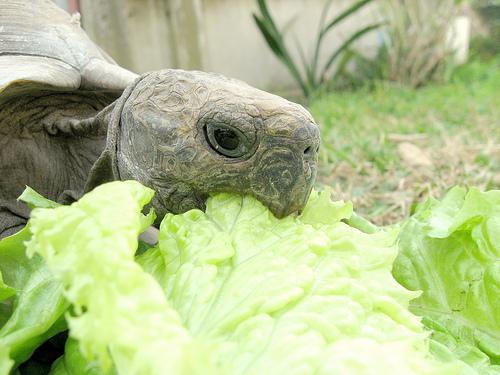 tortugas de tierra comiendo lechuga