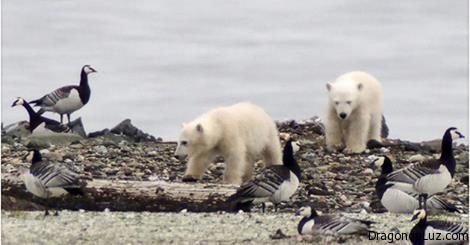 oso polar comiendo aves