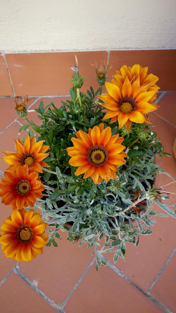 PicsArt_1430905462322