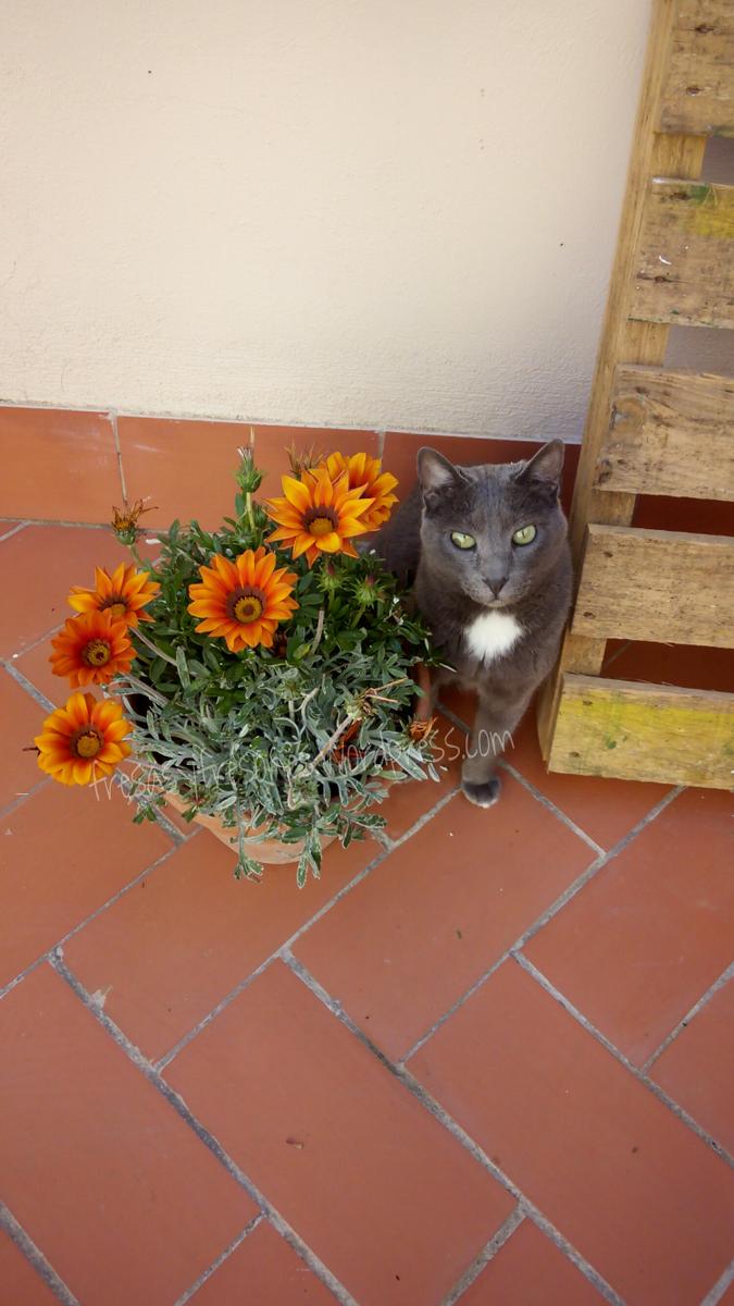 PicsArt_1430905390764