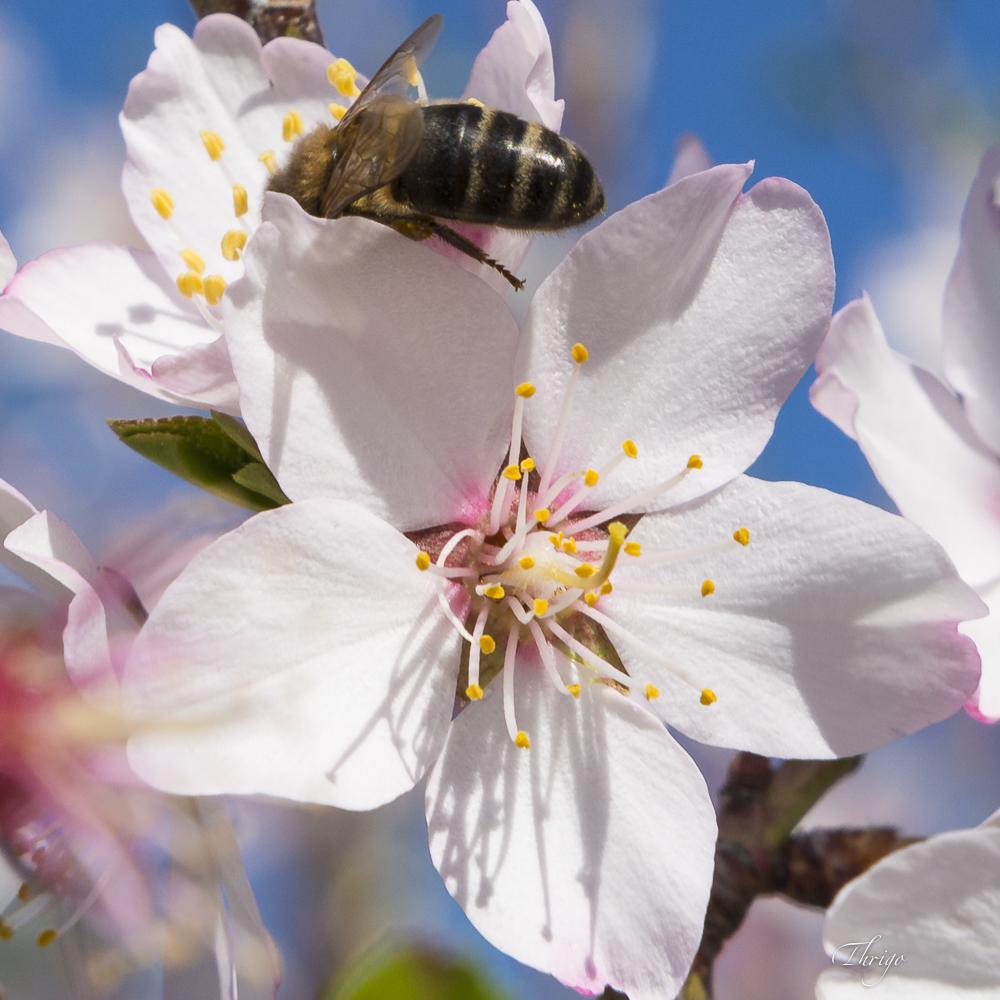 Abeja en flores de almendro, Comarca de la Vera, por Thrigo
