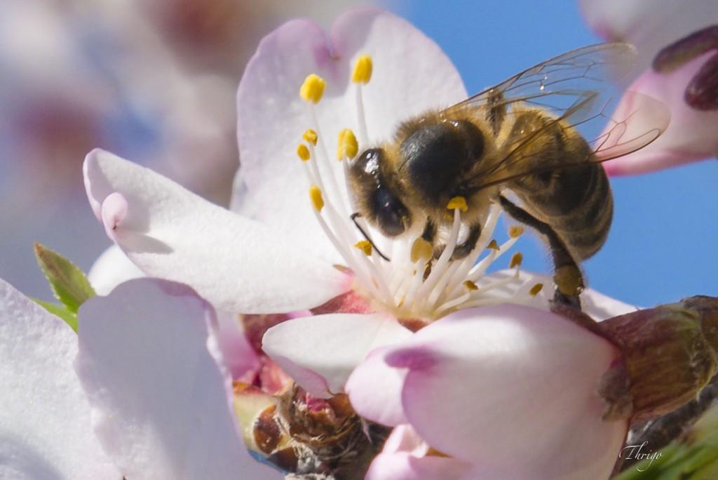 Abeja en flor de almendro, Comarca de la Vera, por Thrigo