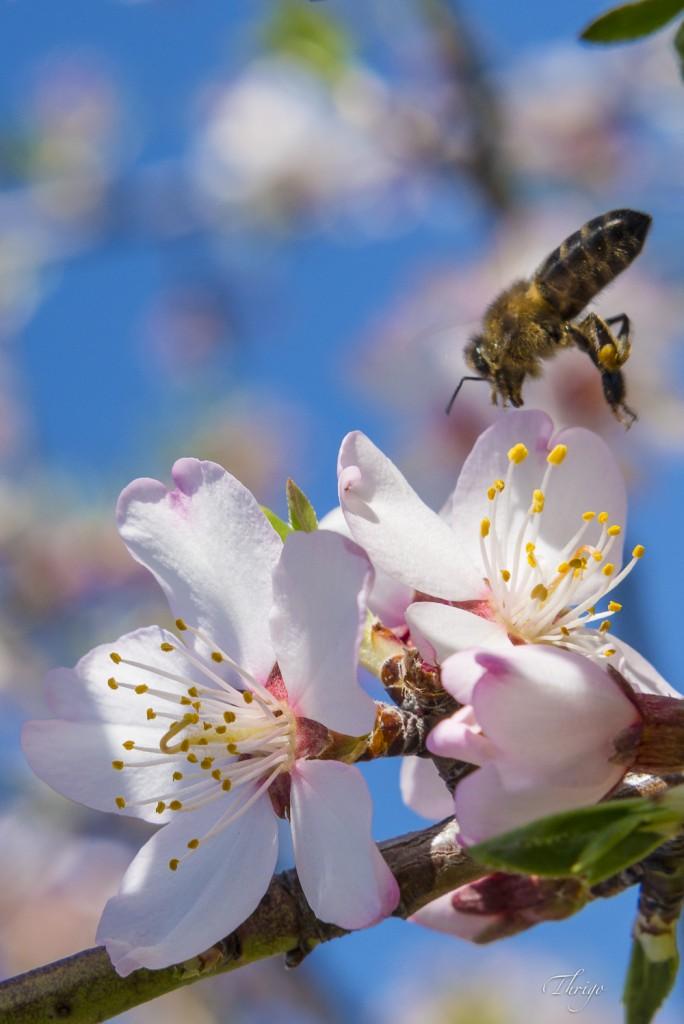 Abeja en flor de almendro, Comarca de la Vera,por Thrigo