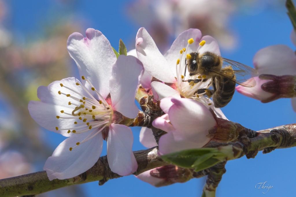 Abeja faenando en flor de almendro, por Thrigo