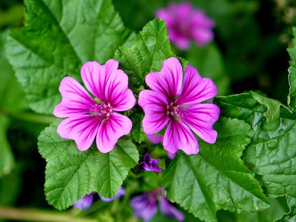 farmaceuticainmavinue