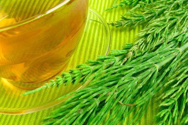 Hierbas que te ayudan a bajar de peso 2