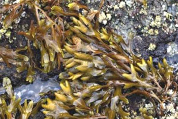 Hierbas que te ayudan a bajar de peso 3