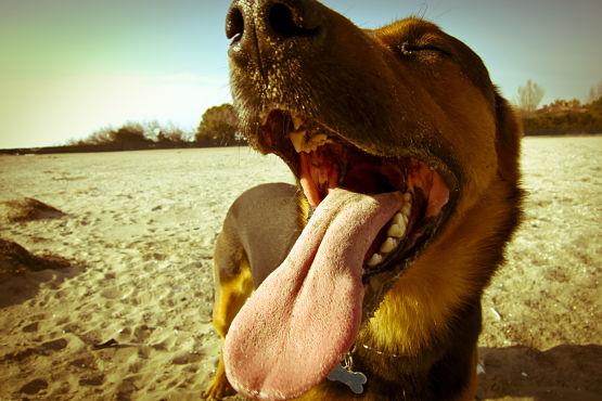 Perro en la Playa