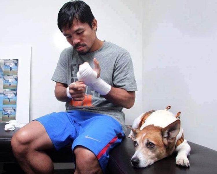 pacman el perro de pacquiao