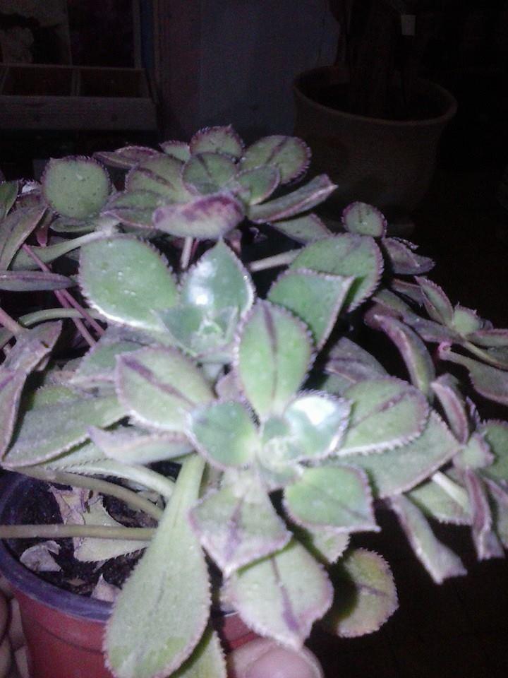 21702_10203032294282465_8602312996413748328_n