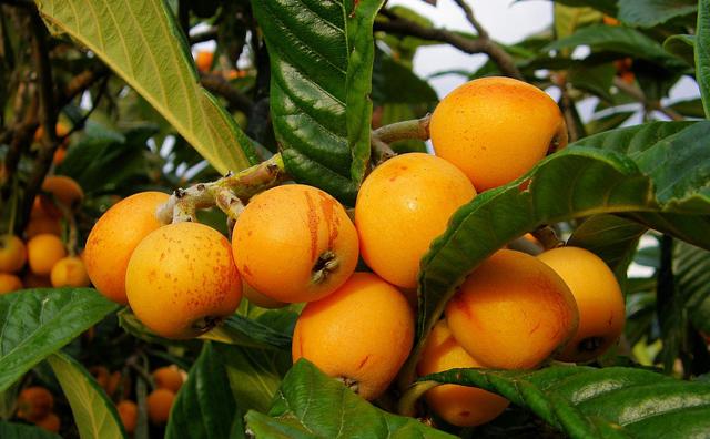 COMO CURAR EL HIGADO GRASO