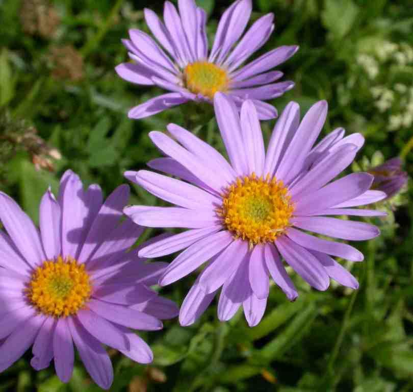 aster