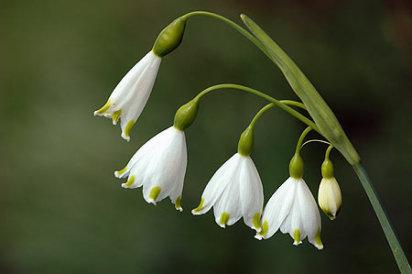 campanilladeinvierno