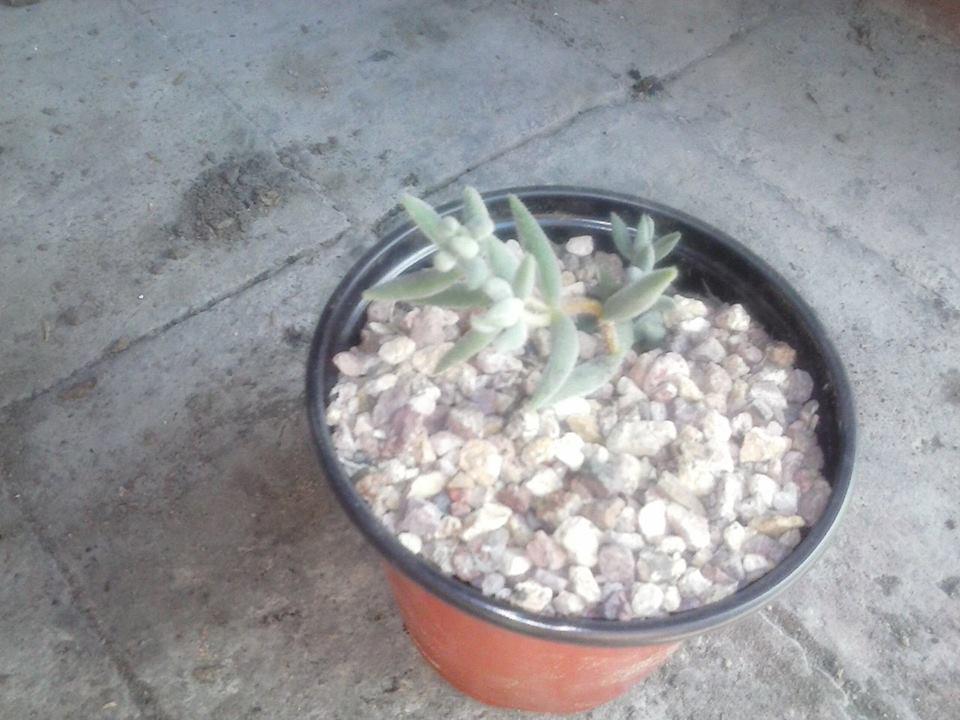 11139686_10202883964614316_2060556962_n