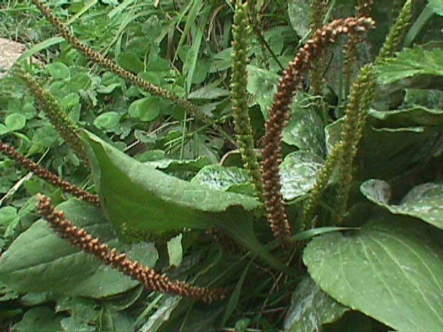 REMEDIOS CASEROS PARA EL DOLOR DE OIDO