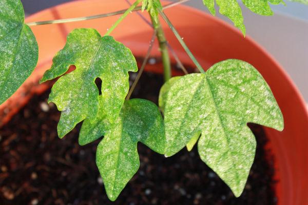PROPIEDADES MEDICINALES DE LA PAPAYA