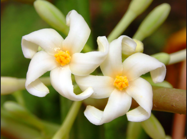 PROPIEDADES MEDICINALES DE LA PAPAYA