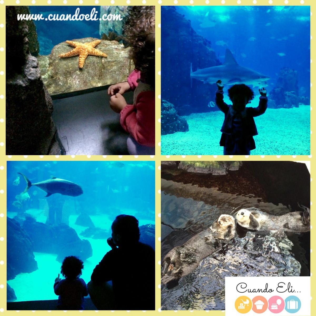 observando el mundo marino