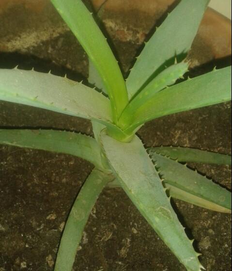 Mi aloe vera