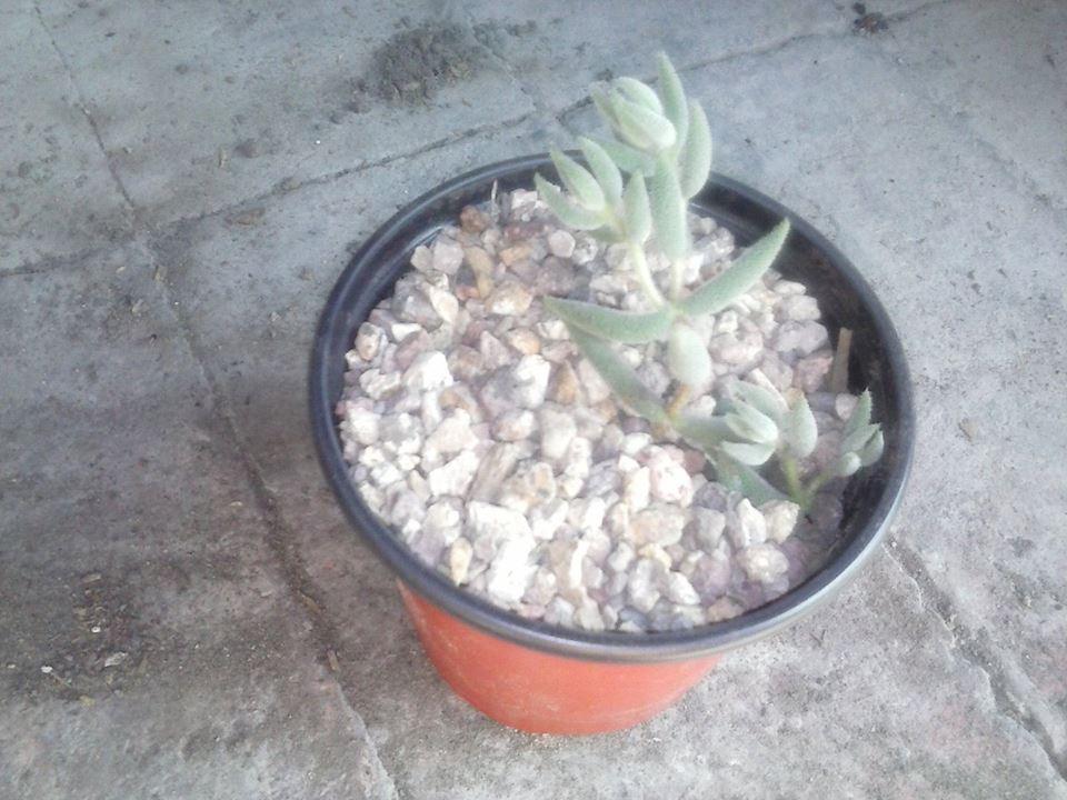 11139921_10202883964414311_494708647_n