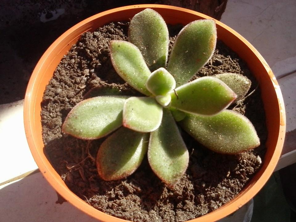 11218848_389308051261077_5446293907908075752_n