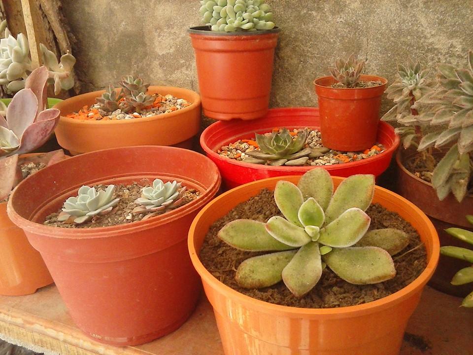 11200612_389308091261073_7864212303202648118_n