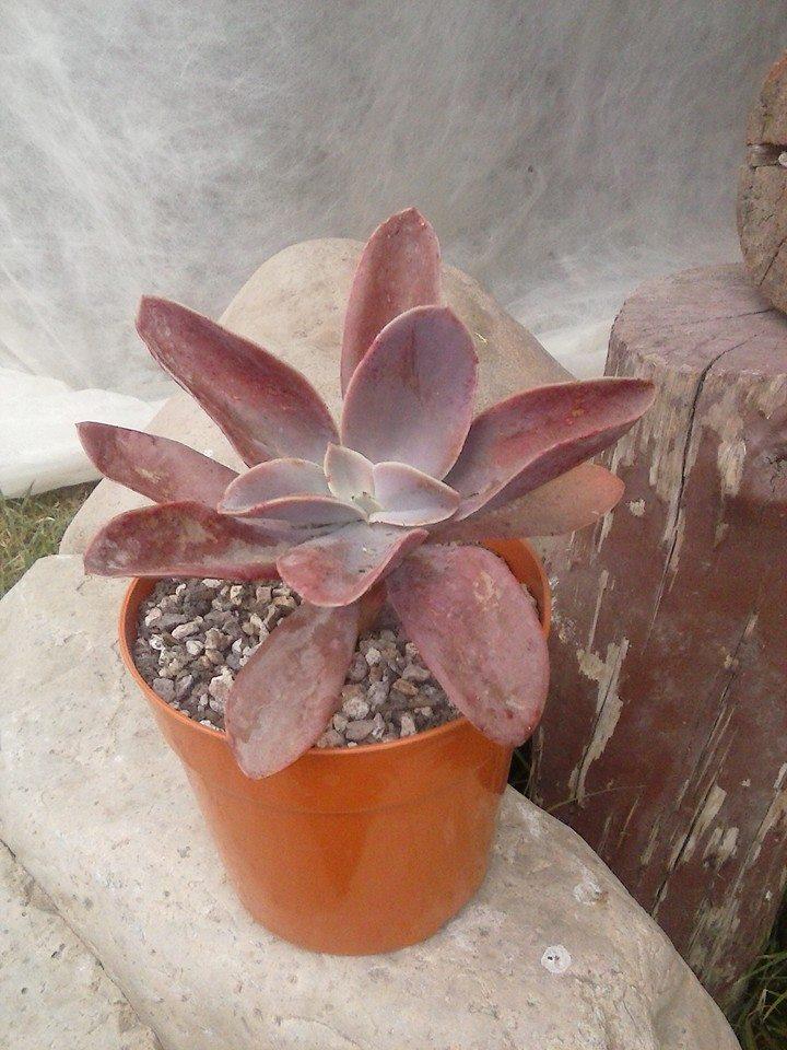 11063480_388553391336543_2536571011672957899_n