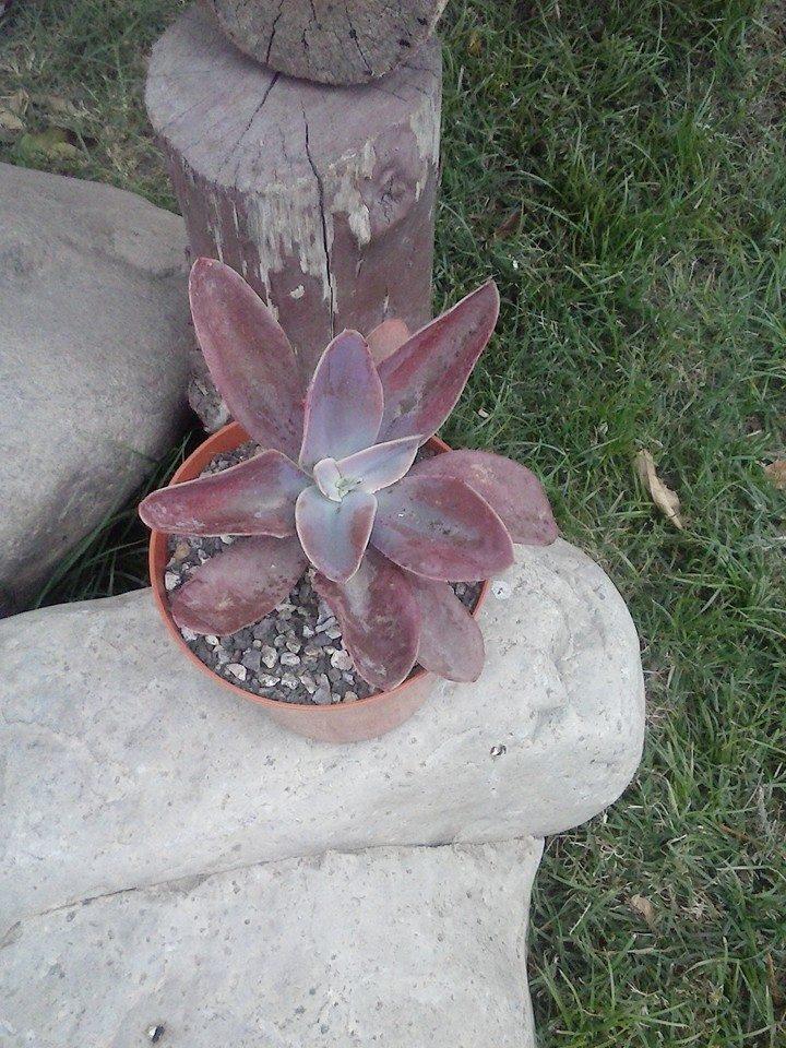 1901401_388553428003206_1755042536373751795_n (1)