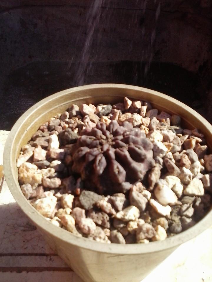 11257119_389307837927765_3361702665292054628_n