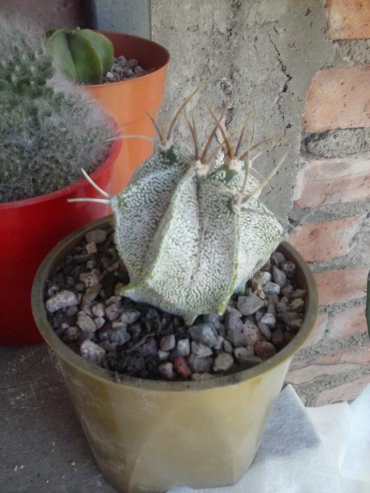 11014891_389307707927778_790346941592957374_n