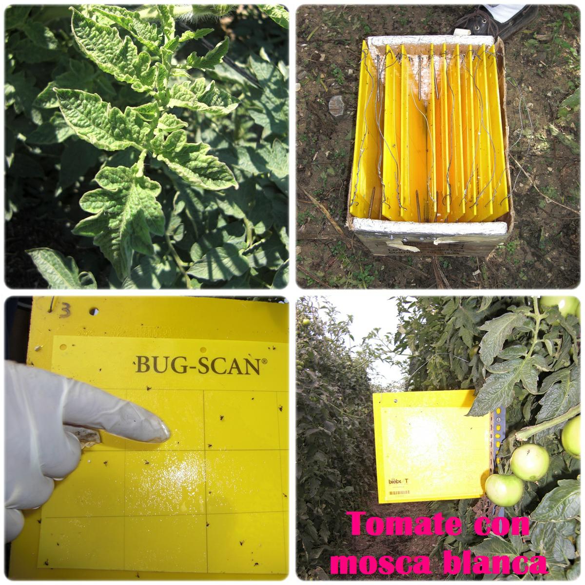 Tomate con mosca blanca