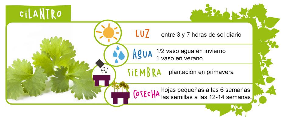 variedad del cilantro