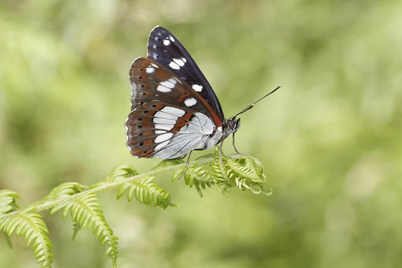 Limenitis reducta (Southern White Admiral)