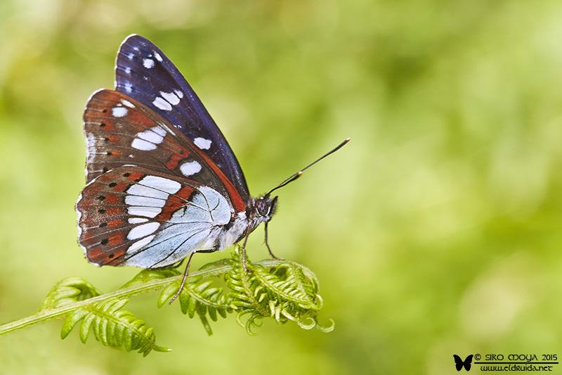 Limenitis reducta (Southern White Admiral)
