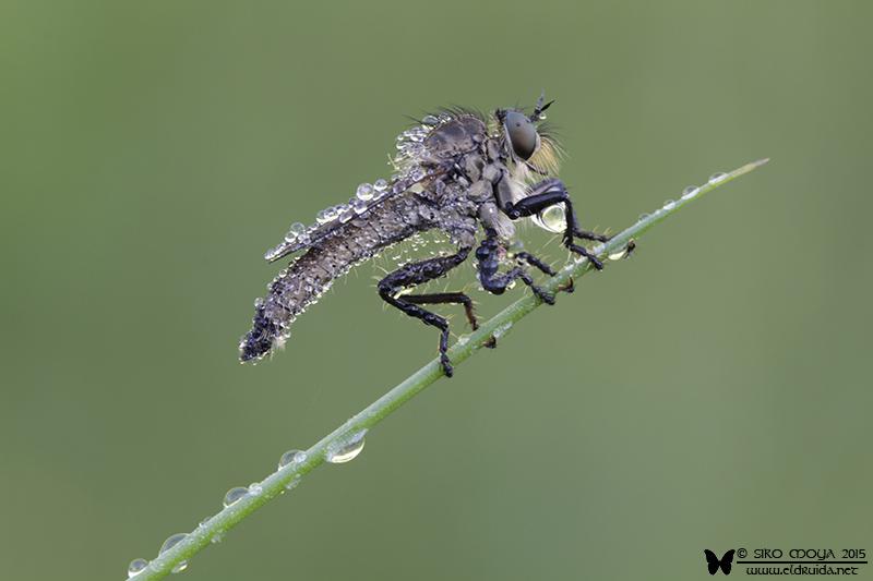 Salteadora mojada/Wet robberfly