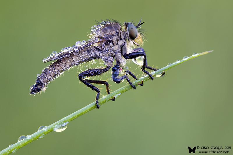 Salteadora mojada/Wet robberfly